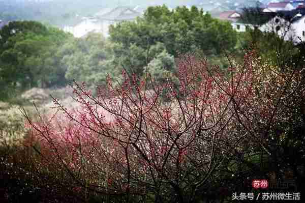 拿好这份最地道的《苏州旅游路线攻略》，我在苏州等你！