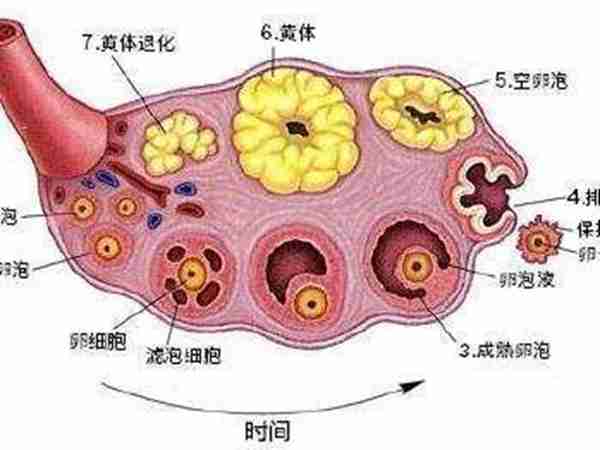 如何正确选择容易怀孕的时机？这5种方法任选其一，最后1种最准