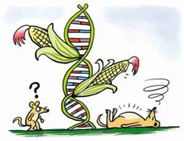 什么是转基因食品转基因食品都有哪些特点