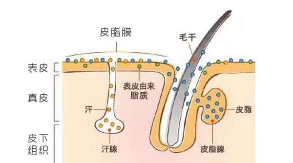 “孕妇专用”护肤品真没必要买，准妈妈们避开这 3 种成分就可以