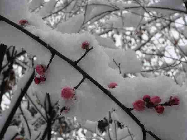 “阳春白雪”到底是什么东东？