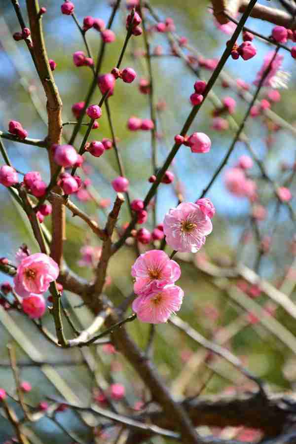 什么样的花会在七月开花(适合七月品种)