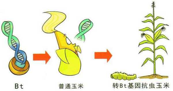 关于转基因食品，所有你想知道的都在这里了，通俗解读一文看懂！