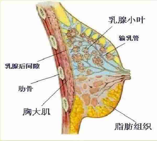 木瓜能丰胸？蜂王浆能丰胸？到底吃什么能丰胸？丰胸食物大盘点！