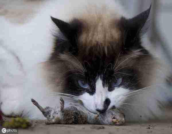 在猫眼中什么最好吃，猫喜欢5种食物，对猫而言新鲜度最重要