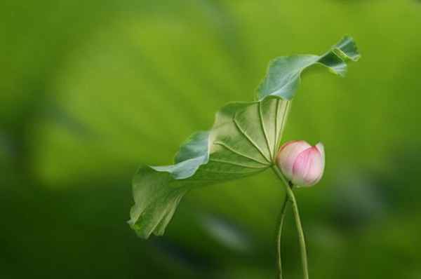 莲藕和莲子是同一种植物上的不同部位吗？