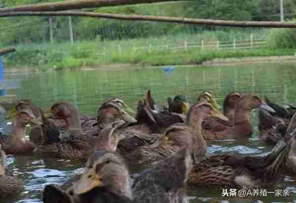 鸭子饲养管理大全，鸭子怎么养才长得快？养鸭户收藏吧