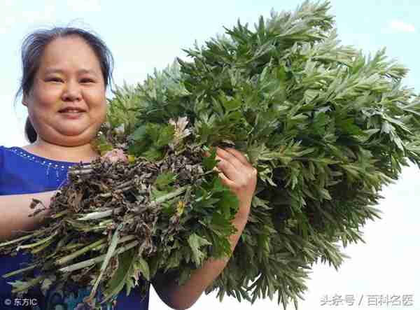 天天用艾草泡脚、洗头，一个礼拜后身体发生惊人的变化！