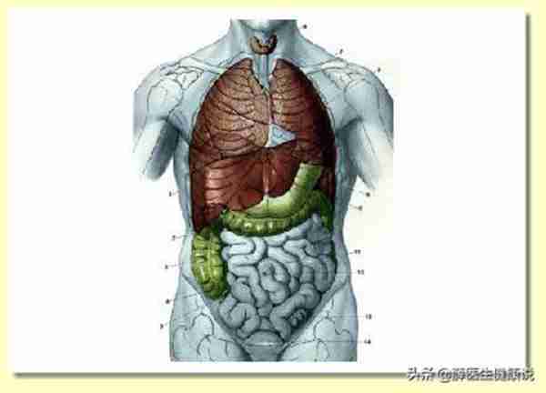 五脏六腑指什么器官（五脏六腑是身体的哪些部位）