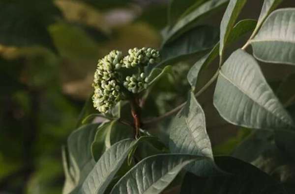 遍插茱萸少一人，茱萸原来就是花椒！