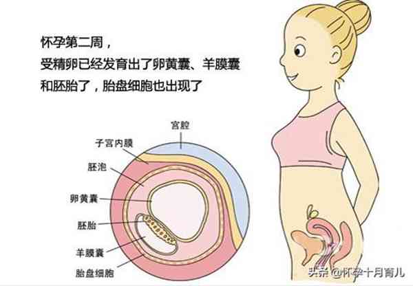 怀孕1个月的症状，孕妈需注意这些重要事项，有利于胎儿健康发育