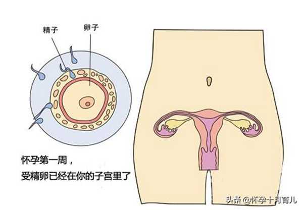 怀孕一个月有什么症状（孕妈需要注意的这些问题）