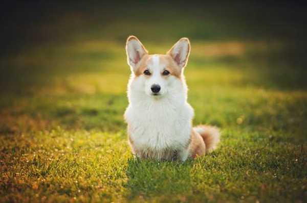 最聪明的小型犬！喜欢养小狗，就不要错过这9种狗狗