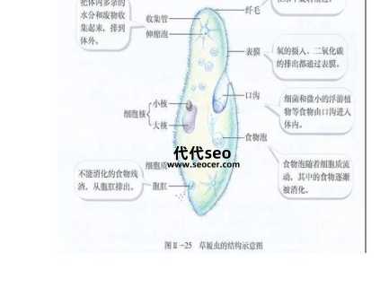 草履虫的结构和功能都有哪些(草履虫的作用是什么)