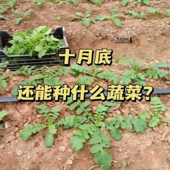 十月份种什么蔬菜赚钱(10月份可以种哪些蔬菜)