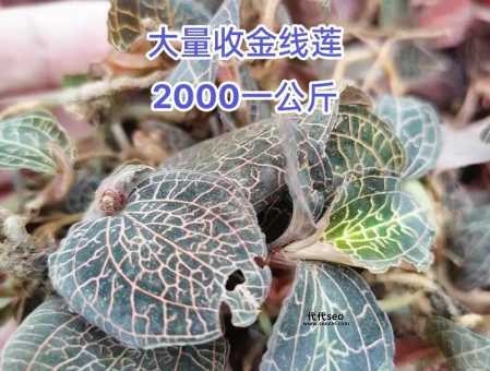 金线莲价格多少钱一斤(种植真的能赚钱吗)