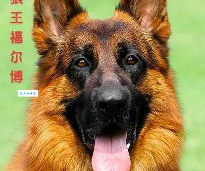 德国牧羊犬吃什么长得快？营养均衡是关键！