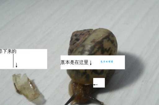 蜗牛壳碎了怎么抢救？这几个方法能帮到你！