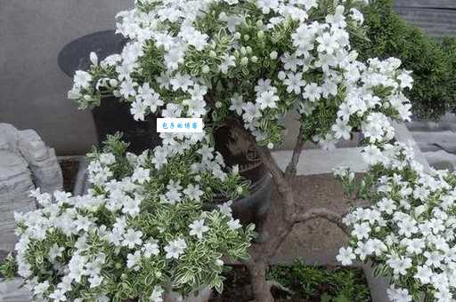 六月雪一般在什么时候开花？教你养出漂亮六月雪！