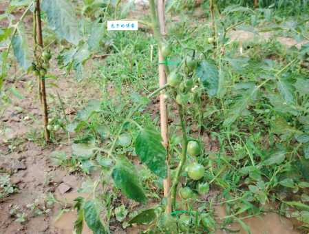 圣女果种植技术分享，新手也能种出高产圣女果！