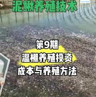 泥鳅养殖技术怎么学？这份详细教程请收好！