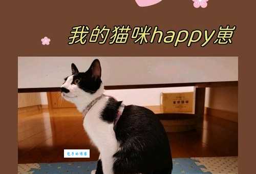 HAPPY猫是什么意思？这个梗你真的了解吗？