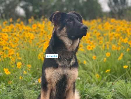 德国牧羊犬吃什么长得壮？养好德牧的饮食秘籍！