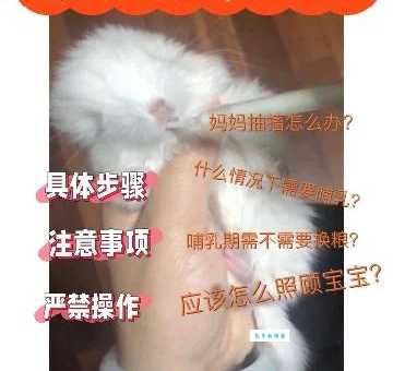 龙猫多少钱一只？新手购买注意事项有哪些？