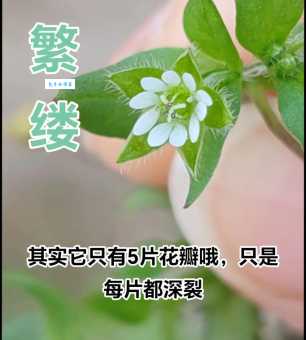 “繁花嫩叶”是什么意思？带你了解它的含义和用法