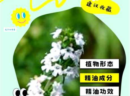 你知道百里香是什么吗？它有哪些神奇的功效与作用？