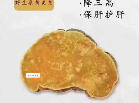 桑叶和桑黄哪个更好？用途区别深度解析