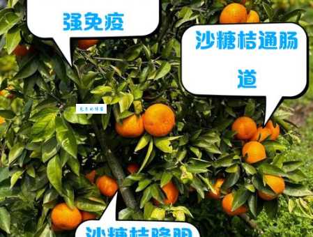沙糖桔什么梗？火爆全网的小砂糖橘究竟是怎么回事？