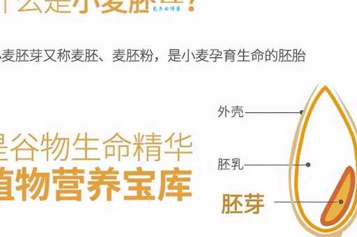 什么是胚芽？小麦胚芽营养价值及胎芽发育知识