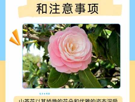 为什么不建议在家养茶花？茶花养殖的误区与解决方法