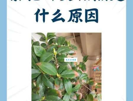为什么不建议在家养茶花？茶花养殖的误区与解决方法