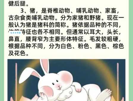 喧嚣之夜打一生肖是什么动物？答案揭晓！