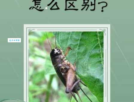 促织是蟋蟀还是蝈蝈？一篇读懂这三种昆虫的区别
