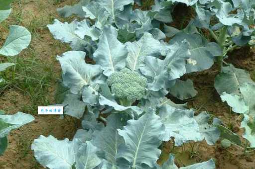 花椰菜属于哪个科？揭秘花椰菜的植物学知识