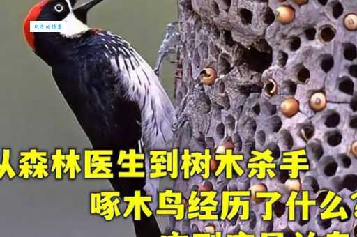 常见的益鸟和益虫有哪些？它们对环境的贡献！
