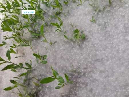 漫天飞舞的白色柳絮，你知道是柳树的什么吗？