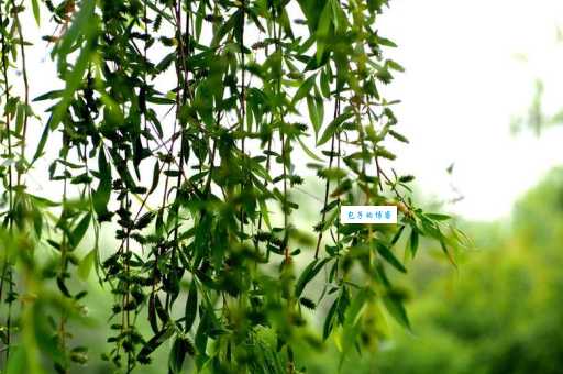 漫天飞舞的白色柳絮，你知道是柳树的什么吗？
