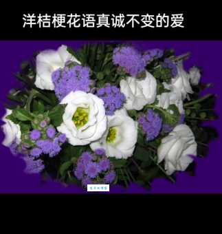 揭秘桔梗花语的秘密，不同颜色代表的爱