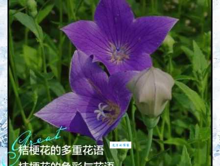 揭秘桔梗花语的秘密，不同颜色代表的爱