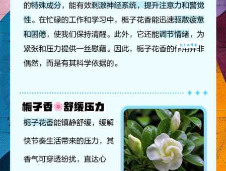 栀子花的功效与作用：清热解毒，止咳化痰