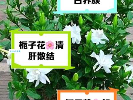 栀子花的功效与作用：清热解毒，止咳化痰