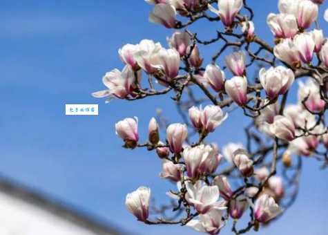 上海市花是哪种花？白玉兰象征着什么精神？