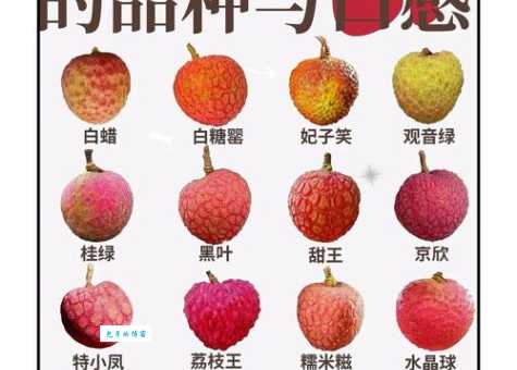 荔枝什么时候成熟？教你挑选最新鲜的荔枝