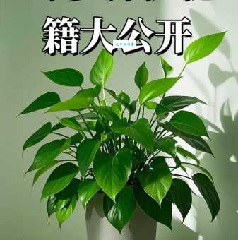 绿萝真的有毒？接触绿萝汁液会怎么样？安全养护指南