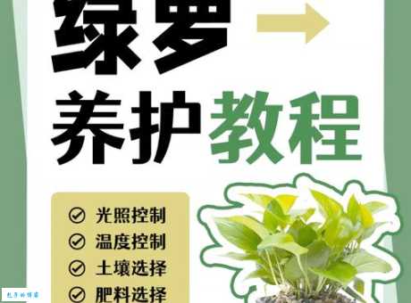 绿萝真的有毒？接触绿萝汁液会怎么样？安全养护指南