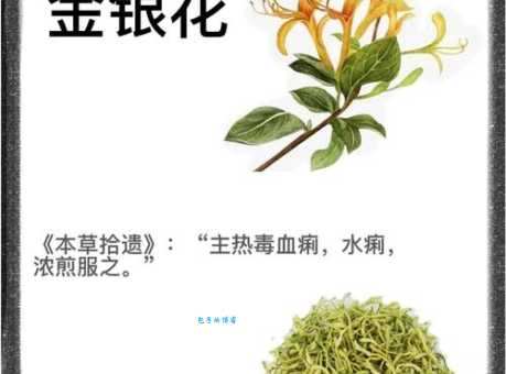 别再混淆了！山银花与金银花的区别，一篇搞定！
